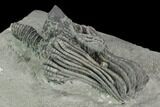 Crinoid (Platycrinites) Fossil - Crawfordsville, Indiana #125896-2